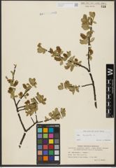 Foto von Salix hastata L.